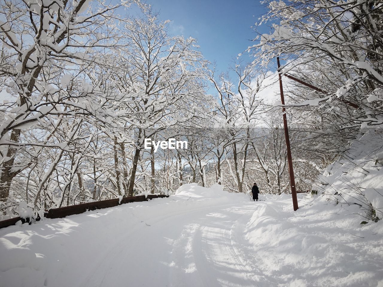 TREES ON SNOW COVERED LANDSCAPE AGAINST SKY