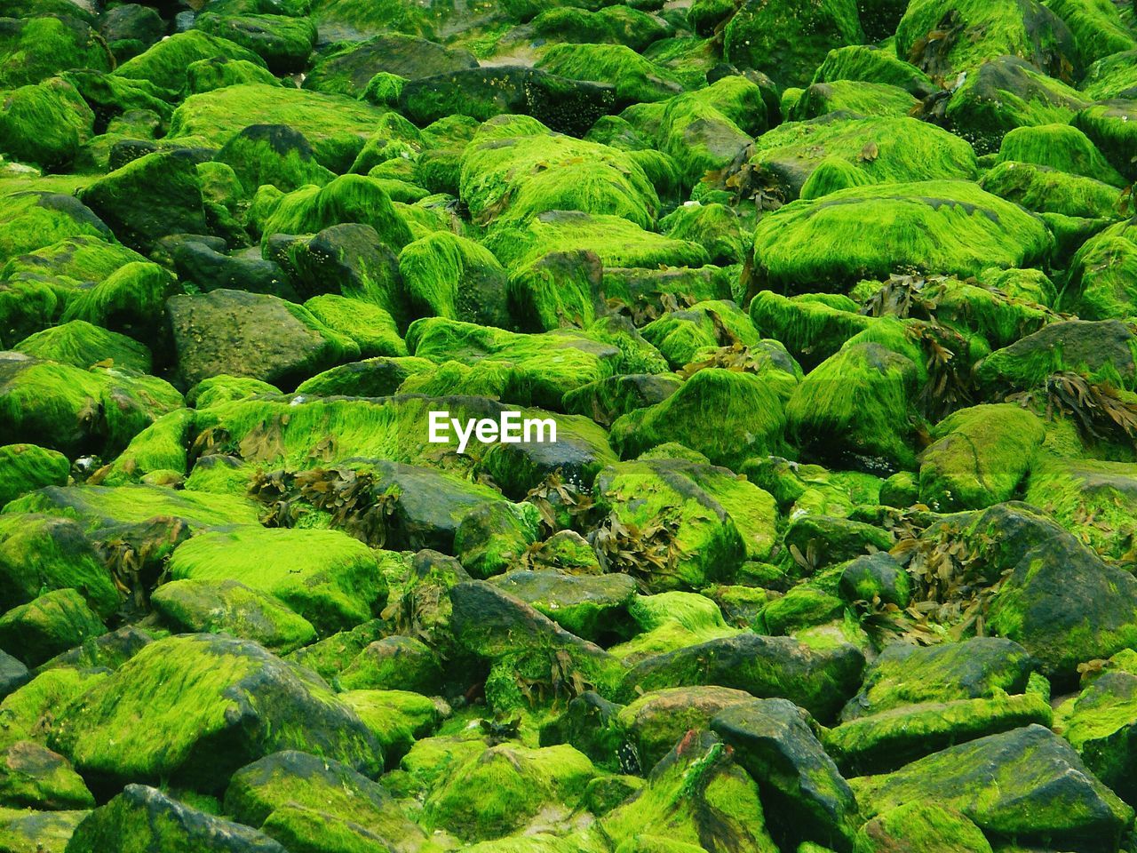 Full frame of rocks covered by seaweed