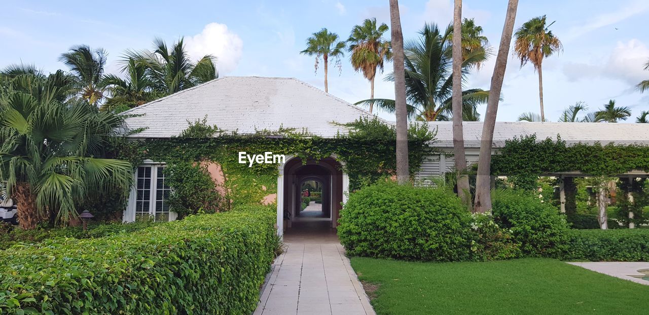 PALM TREES AND PLANTS GROWING OUTSIDE HOUSE