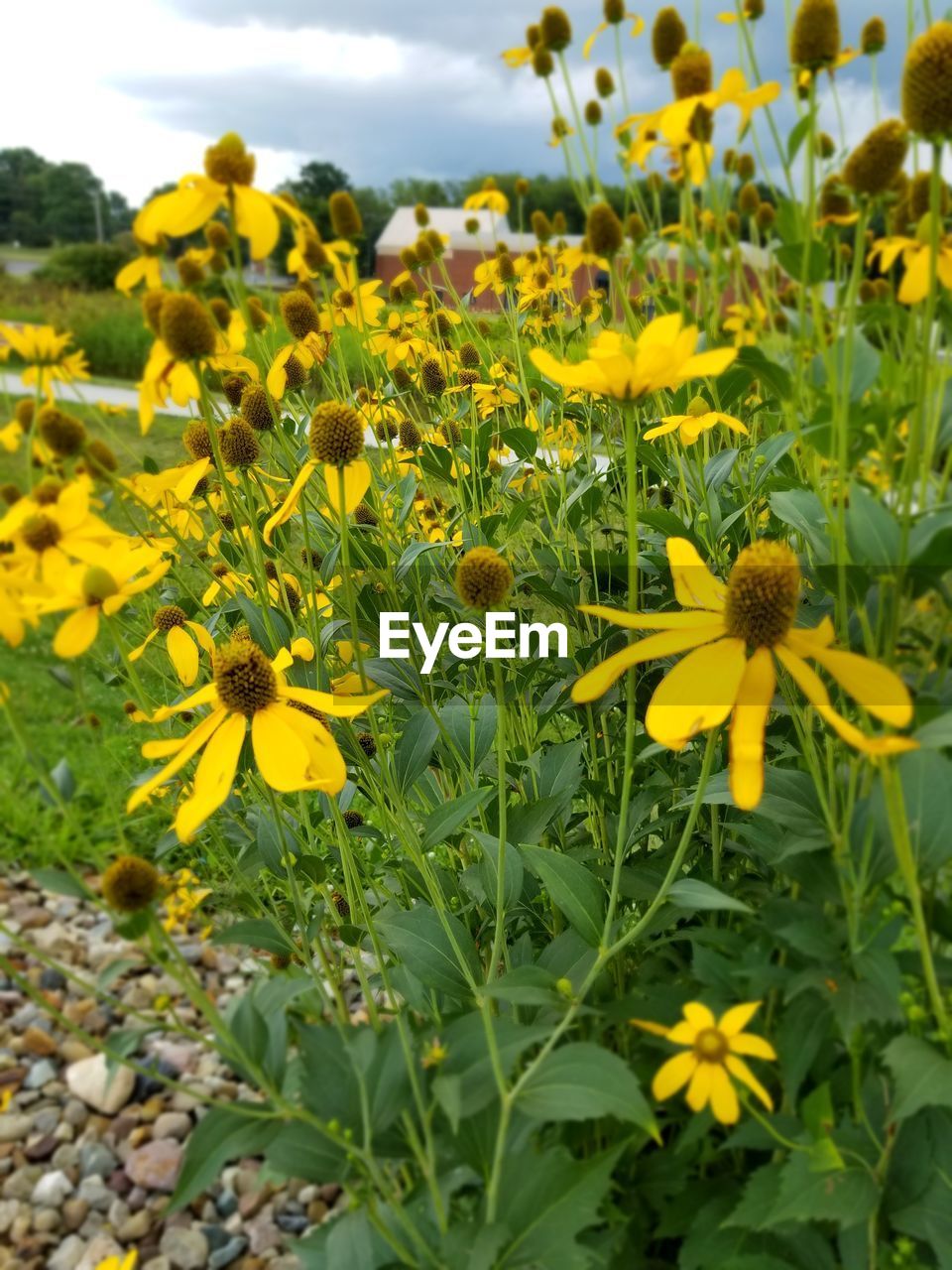 SUNFLOWERS BLOOMING IN FIELD AGAINST SKY