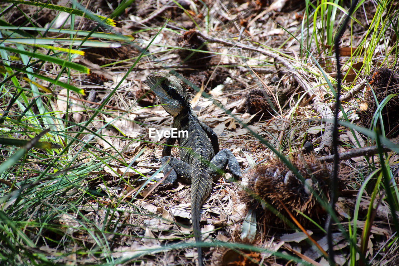 HIGH ANGLE VIEW OF AN ANIMAL ON FIELD