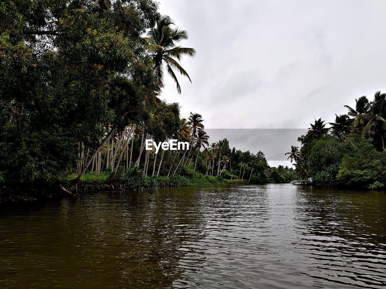 PALM TREES BY RIVER AGAINST SKY