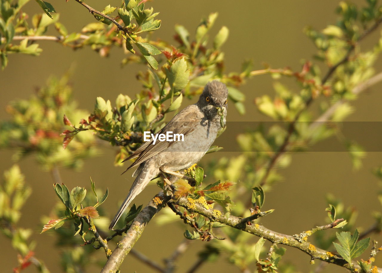 CLOSE-UP OF BIRD PERCHING ON A PLANT