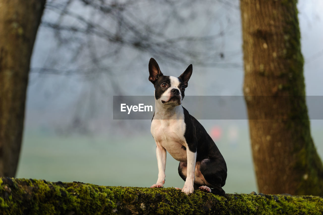 Boston terrier relaxing on field