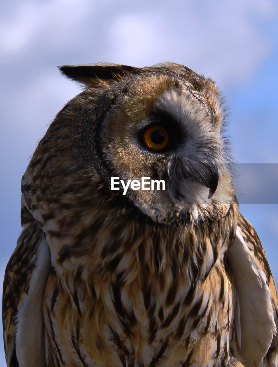 Close-up of eagle owl outdoors