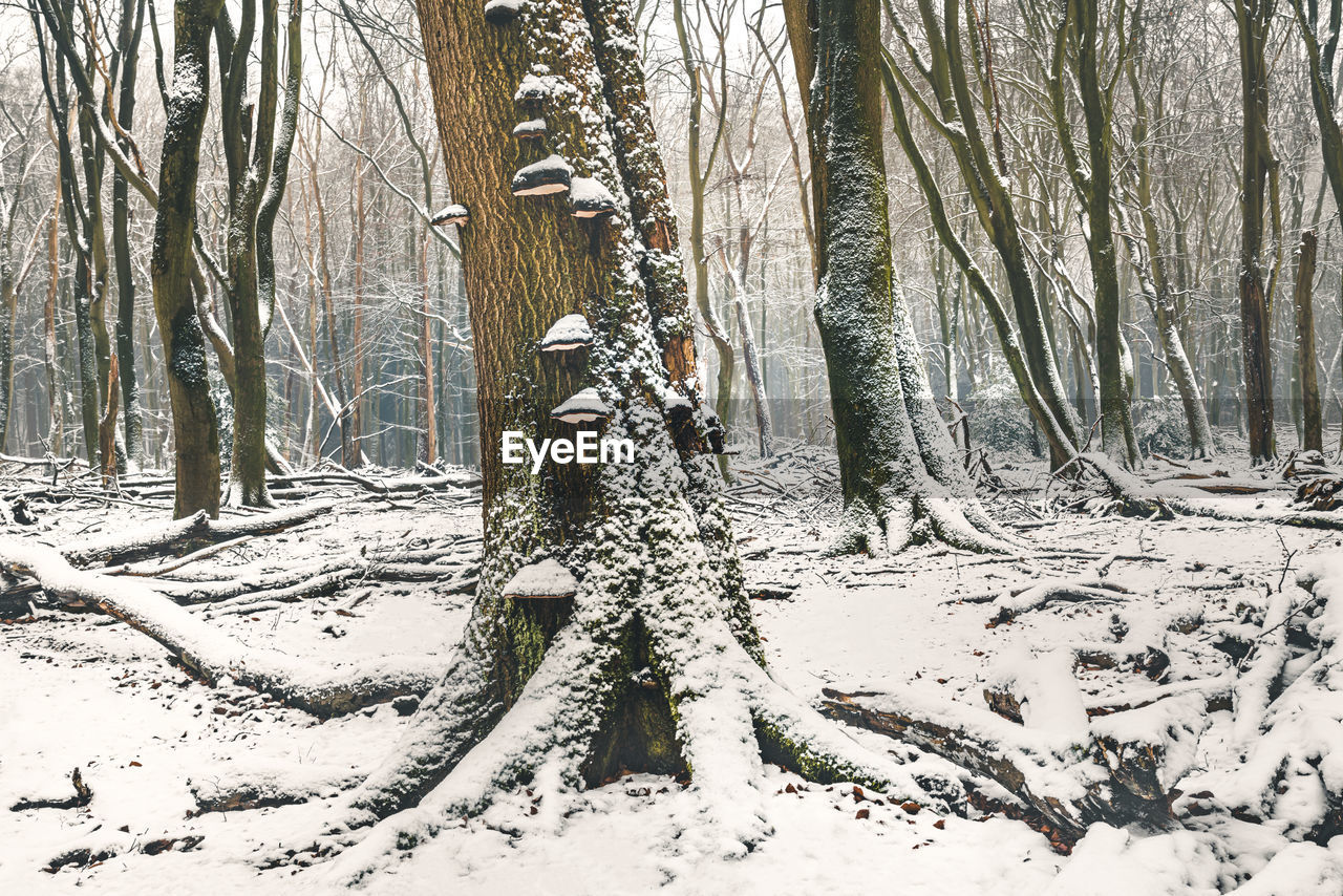 SNOW COVERED TREES IN FOREST DURING WINTER