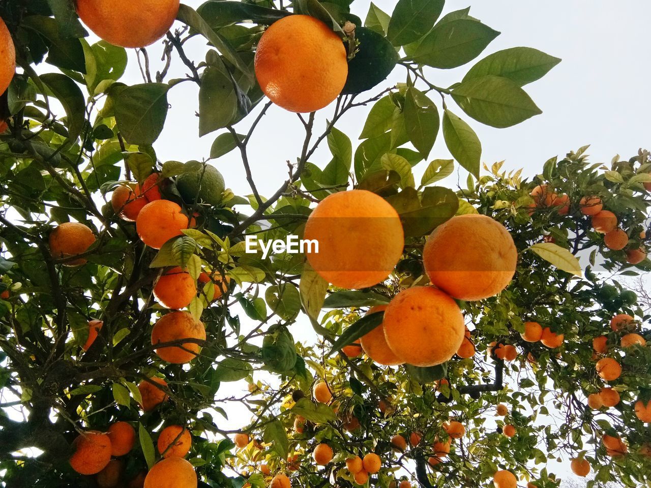 Low angle view of fruits on tree against sky