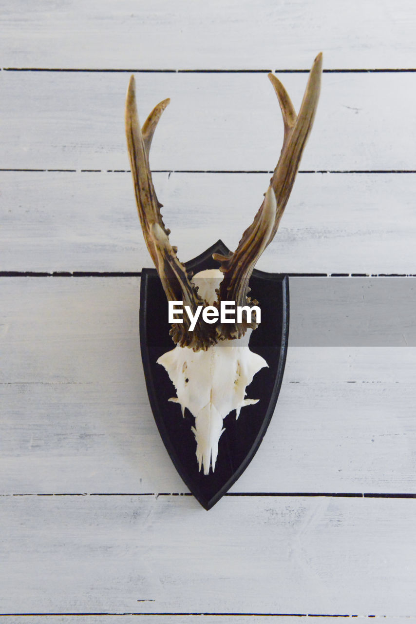 CLOSE-UP OF WHITE ANIMAL SKULL