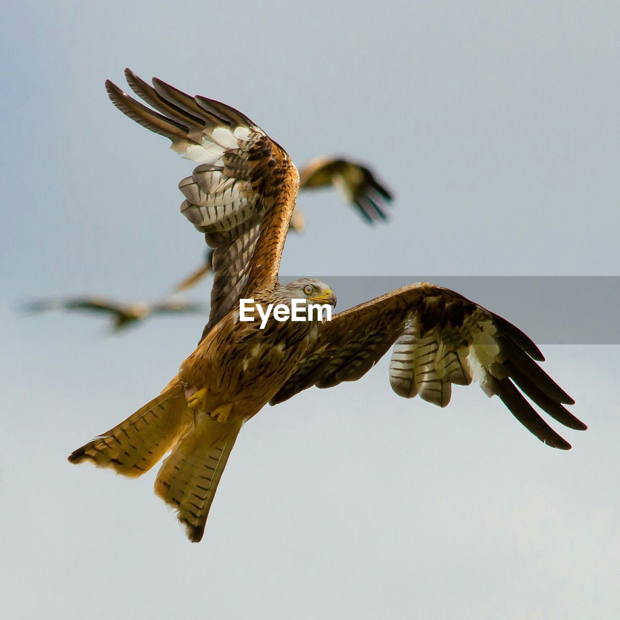 Low angle view of red kite flying against sky