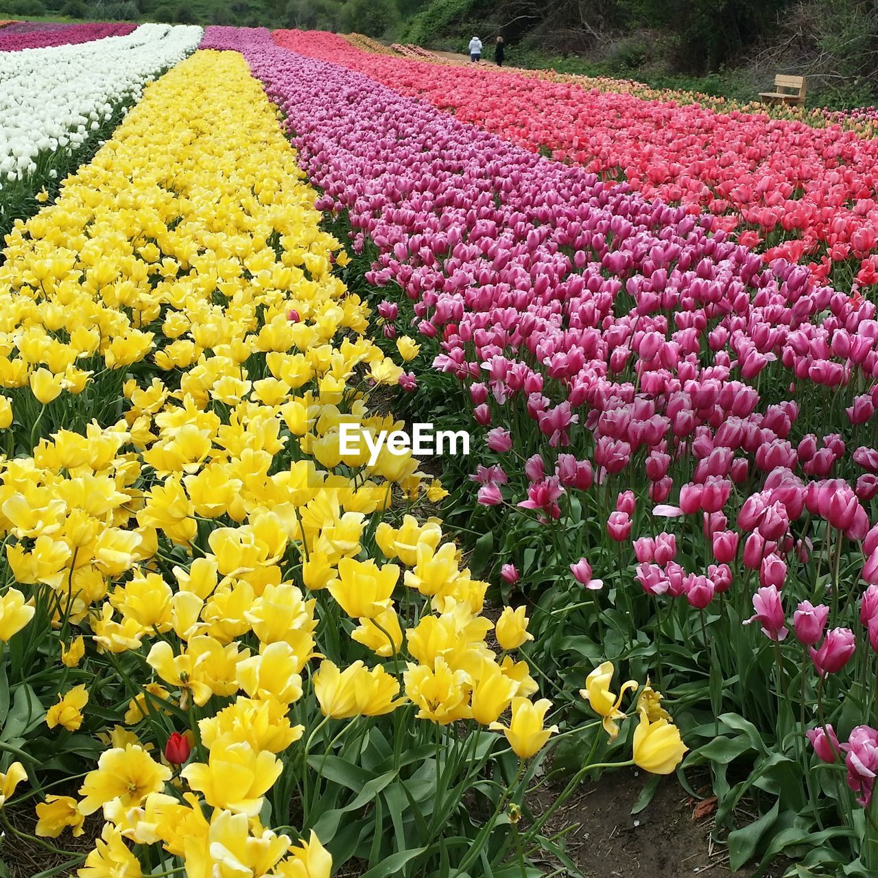 FLOWERS BLOOMING ON FIELD