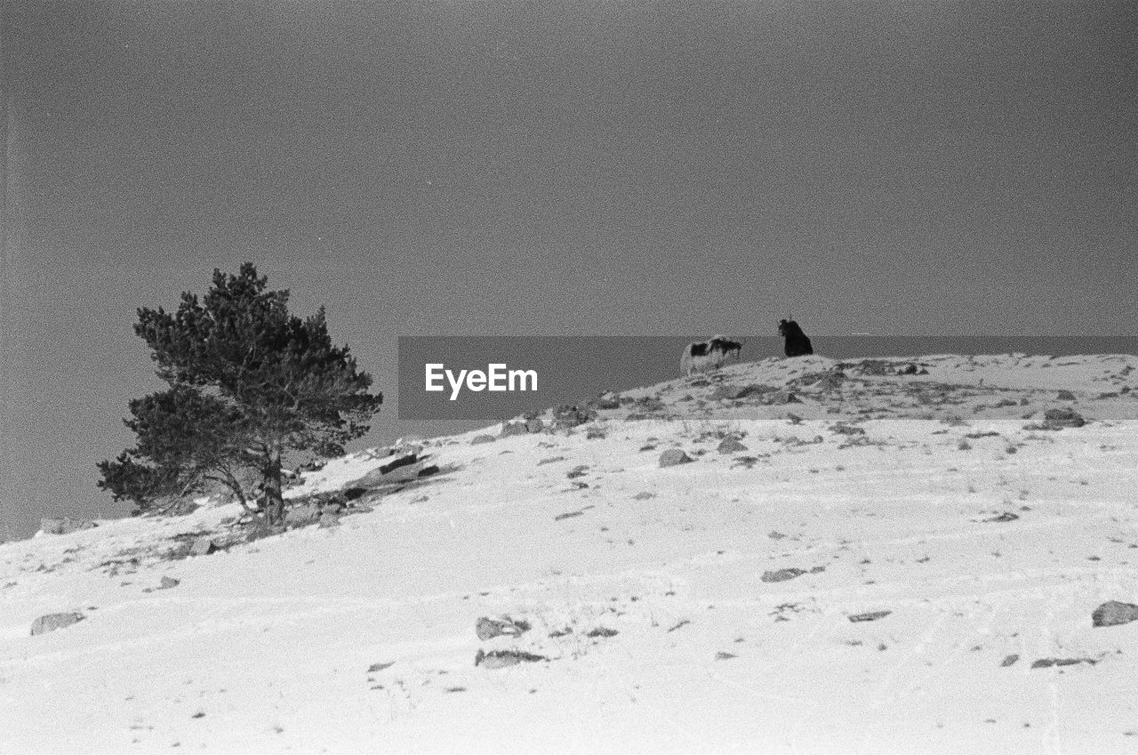 SCENIC VIEW OF SNOW COVERED LANDSCAPE