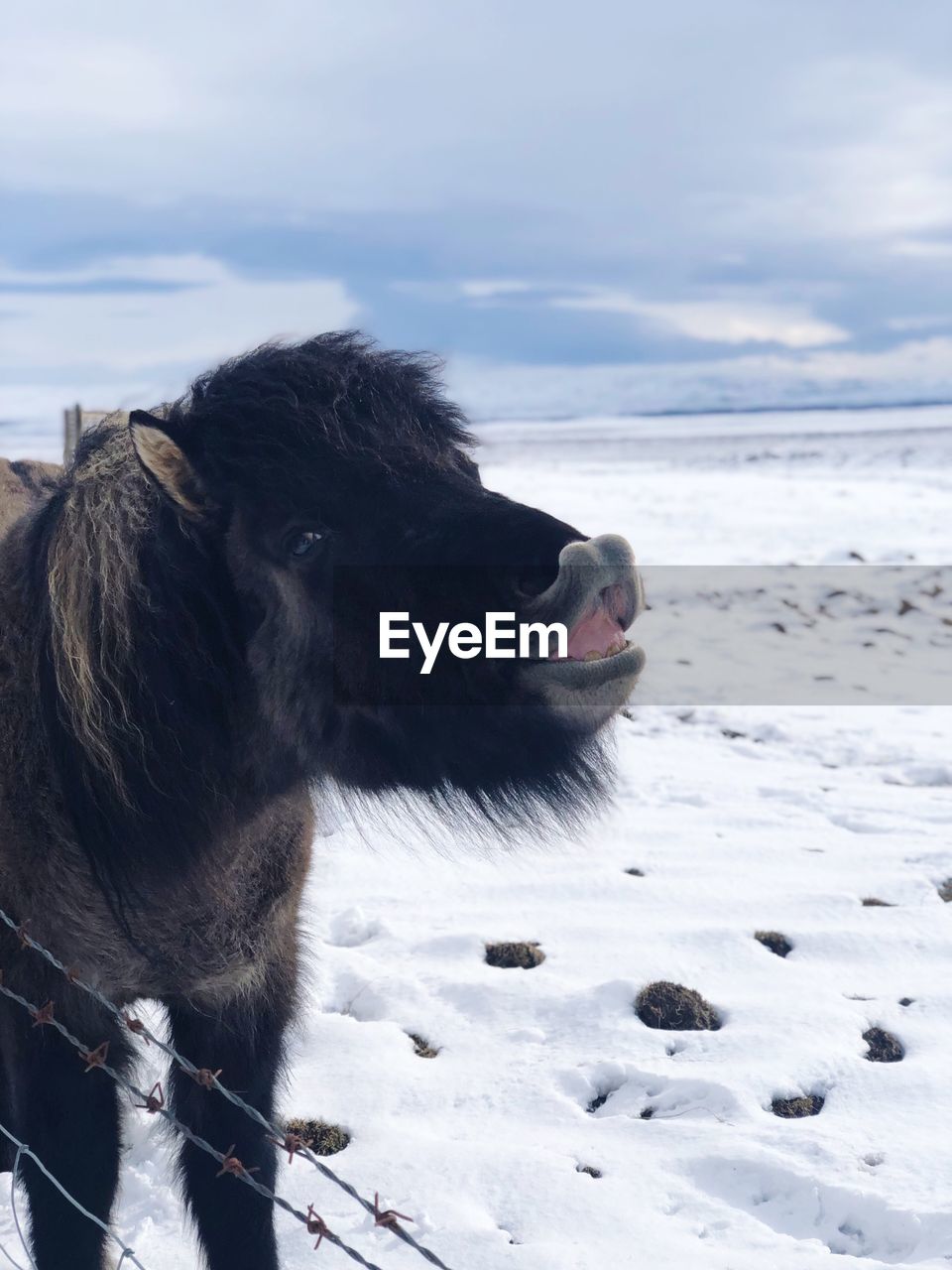 Icelandic horse on snow covered field against sky