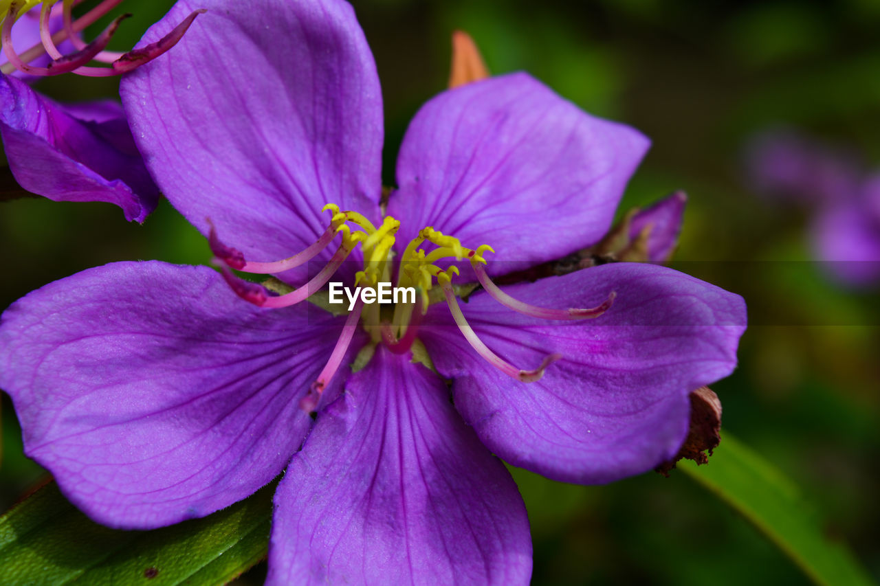 Close-up of purple flower blooming outdoors