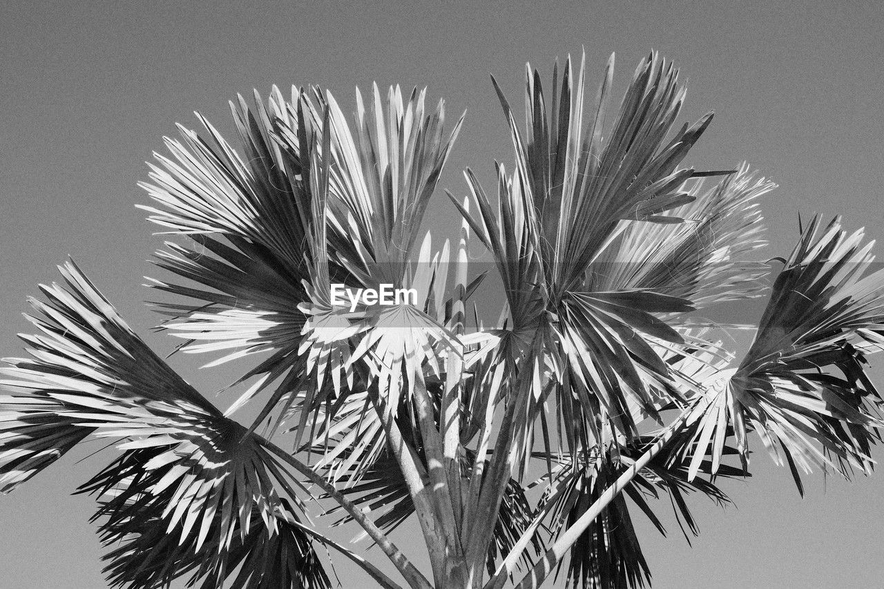 plant, black and white, branch, tree, growth, palm tree, leaf, nature, monochrome photography, no people, palm leaf, sky, beauty in nature, monochrome, plant part, tropical climate, close-up, low angle view, clear sky, outdoors, day, twig