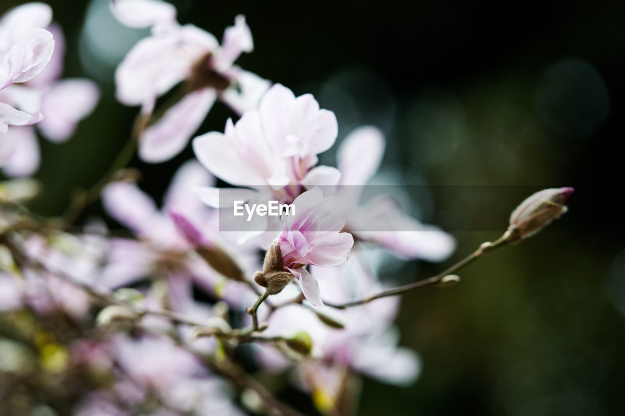 CLOSE-UP OF FLOWER TREE