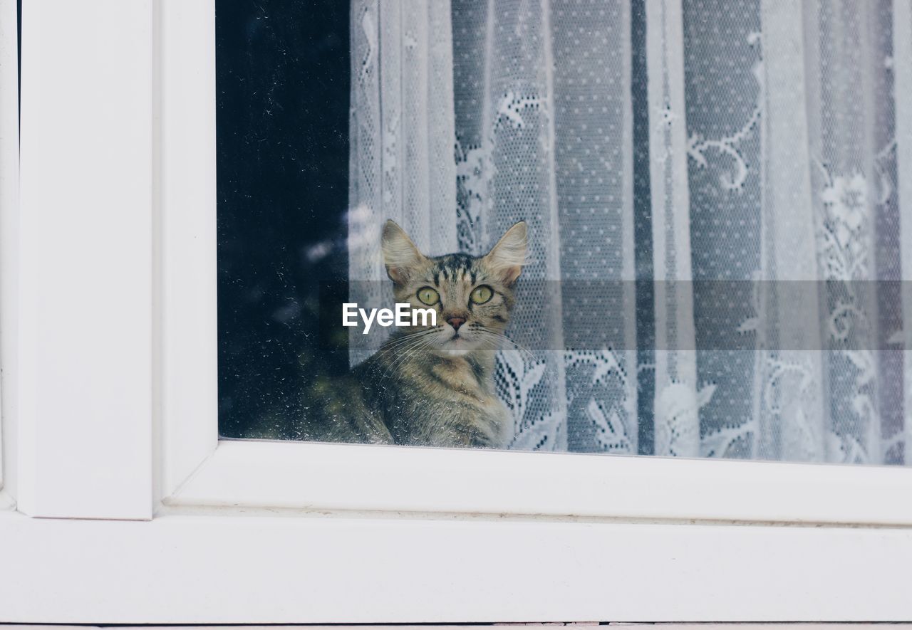 CAT LOOKING THROUGH WINDOW
