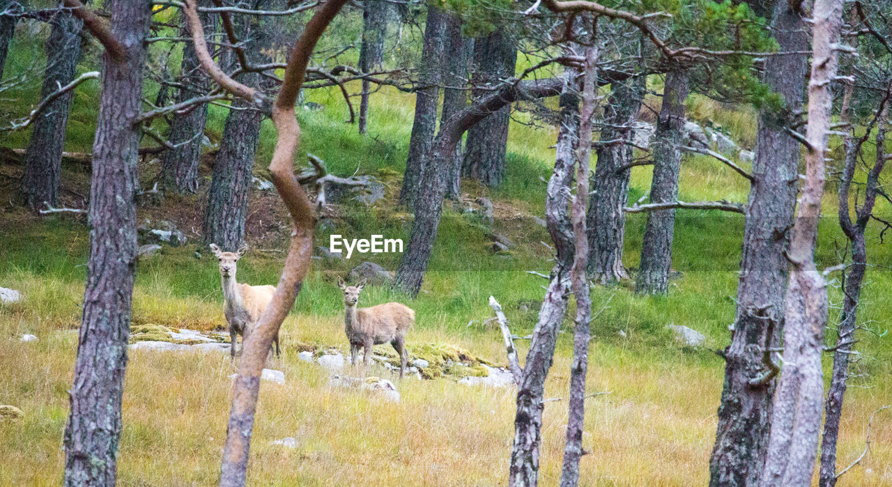 VIEW OF TWO ANIMALS ON TREE TRUNK