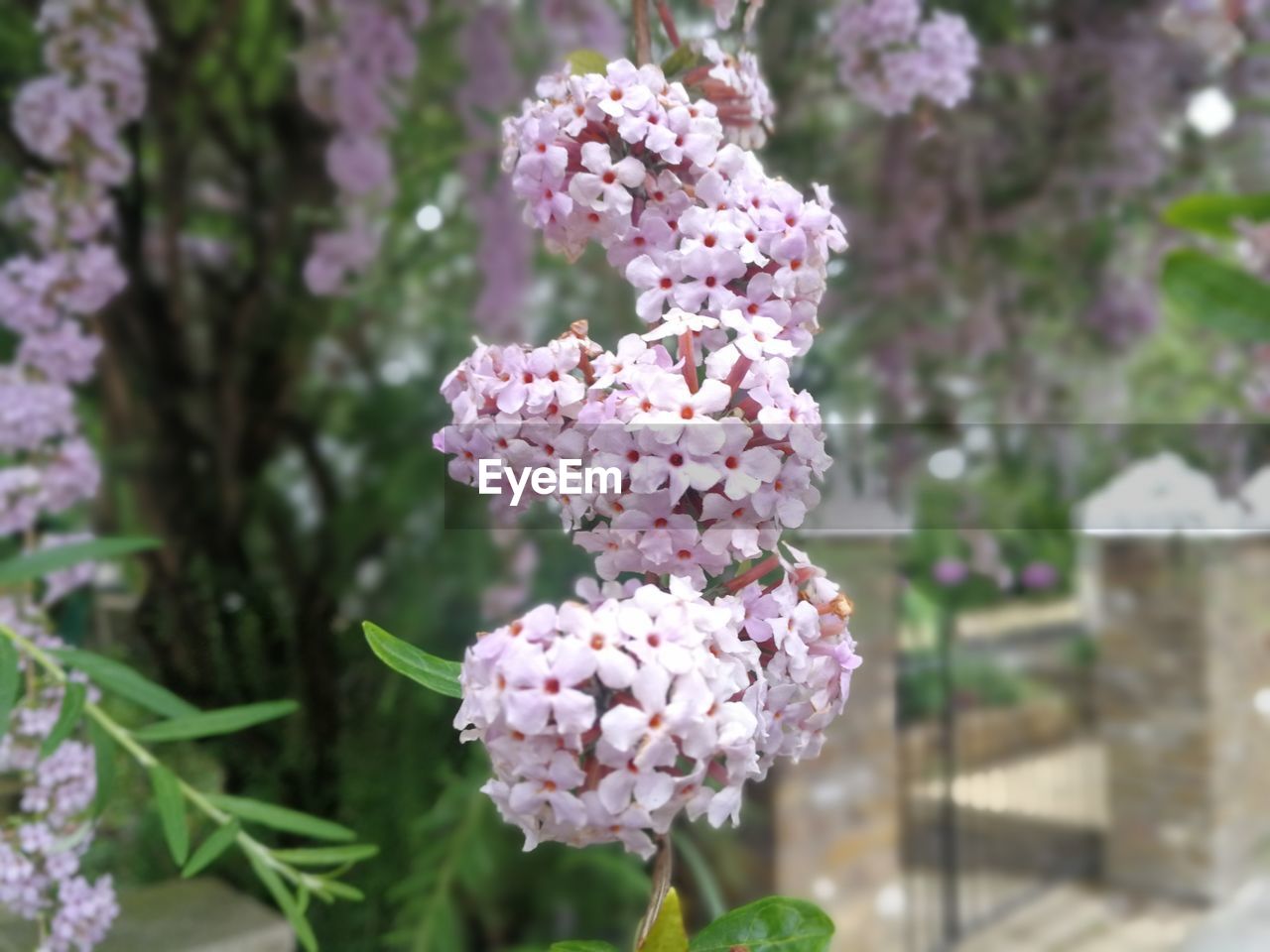 plant, flower, flowering plant, lilac, freshness, beauty in nature, fragility, nature, growth, pink, focus on foreground, blossom, close-up, day, tree, springtime, no people, flower head, outdoors, inflorescence, botany, petal