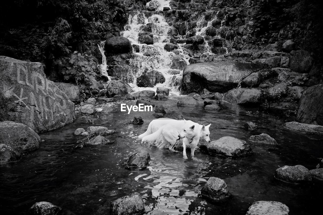 High angle view of dogs standing in river
