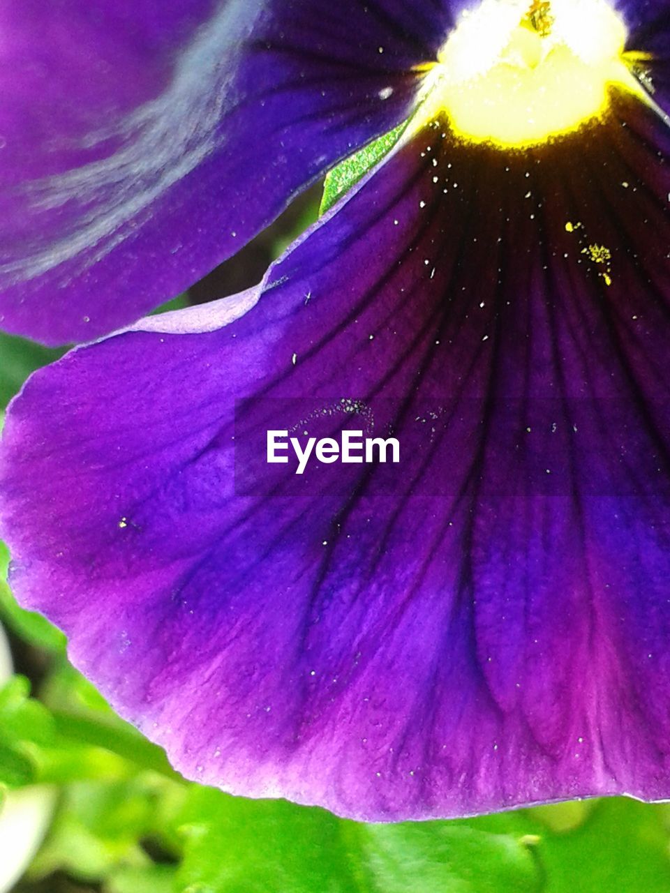 EXTREME CLOSE-UP OF PURPLE FLOWER