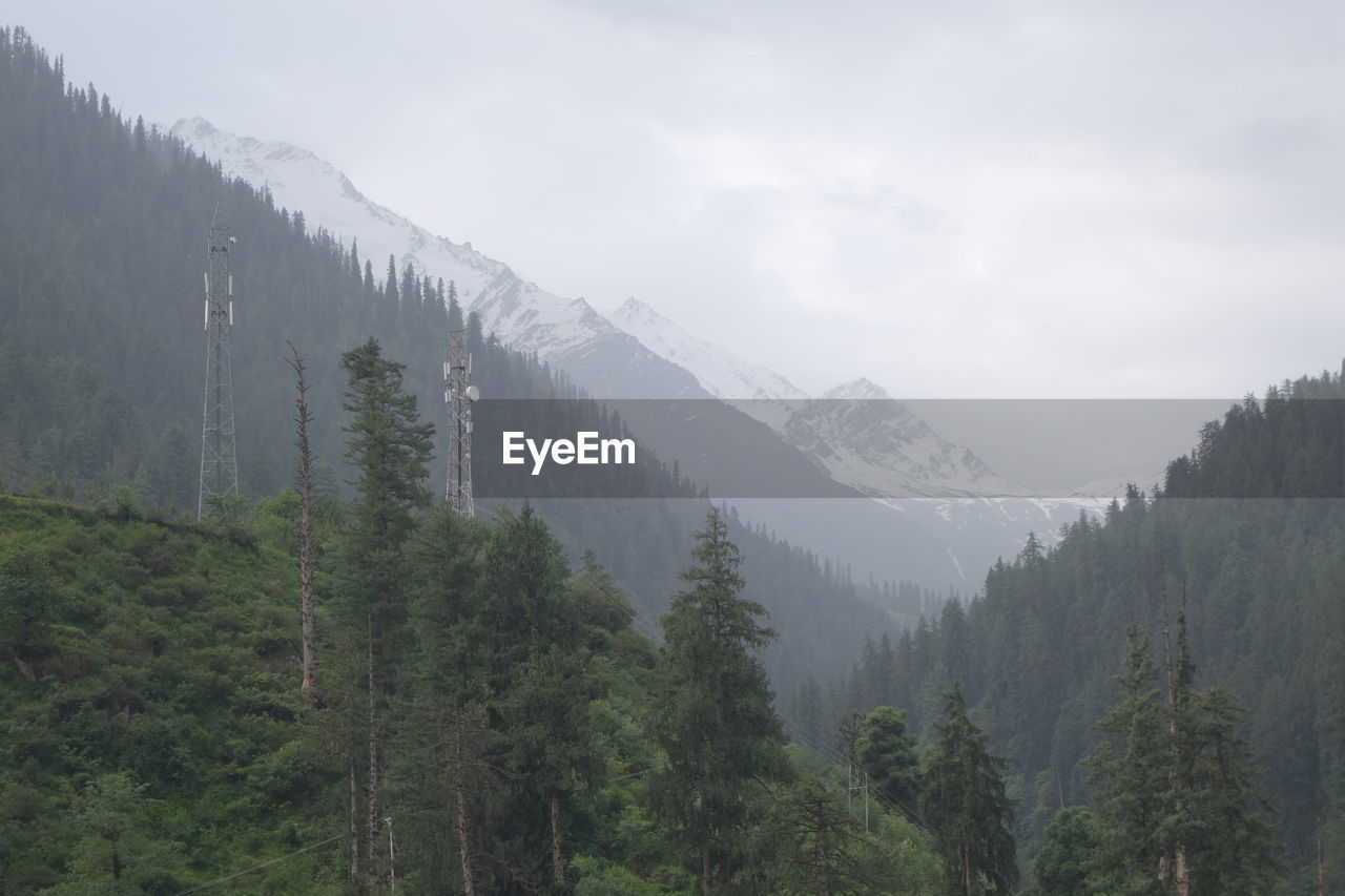 PANORAMIC SHOT OF TREES ON MOUNTAIN AGAINST SKY
