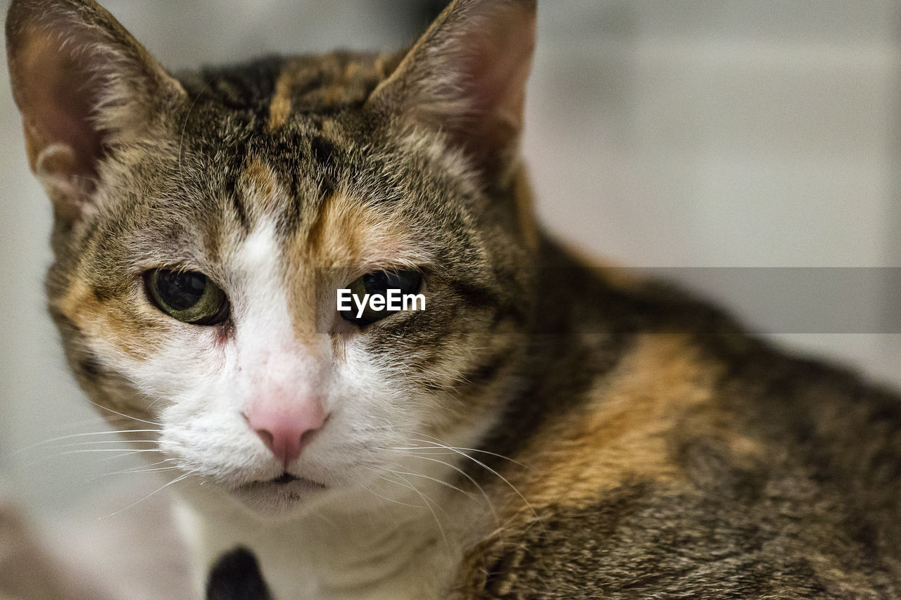 Close-up portrait of cat