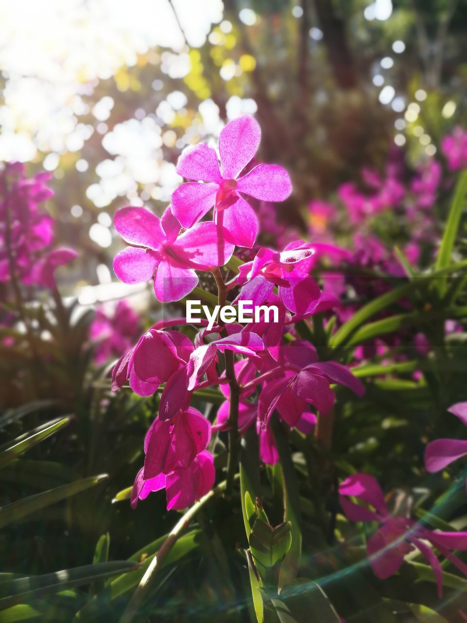 CLOSE-UP OF PINK FLOWER BLOOMING OUTDOORS