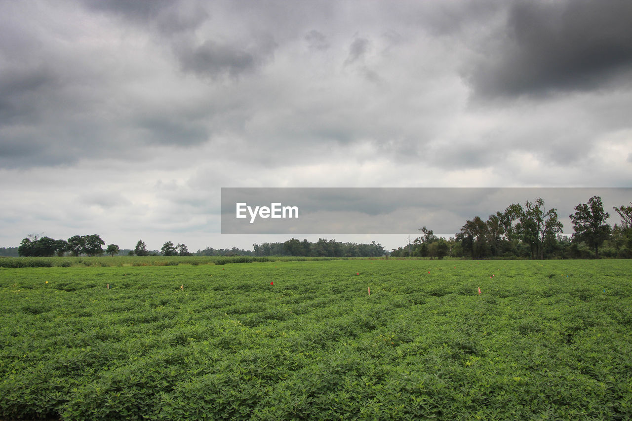 Scenic view of grassy field against cloudy sky