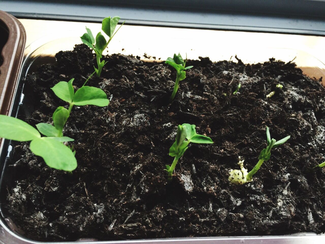 CLOSE-UP OF POTTED PLANT