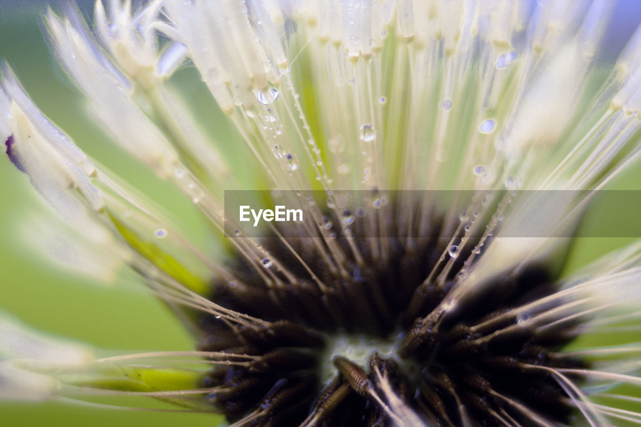 CLOSE UP OF WET PLANT