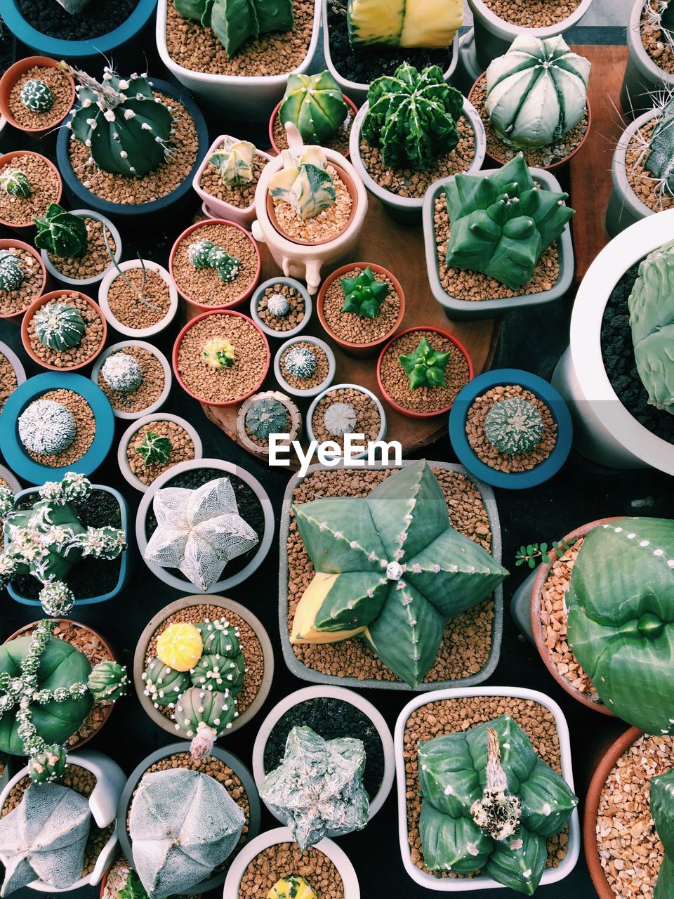 Full frame shot of various succulent potted plants for sale at market