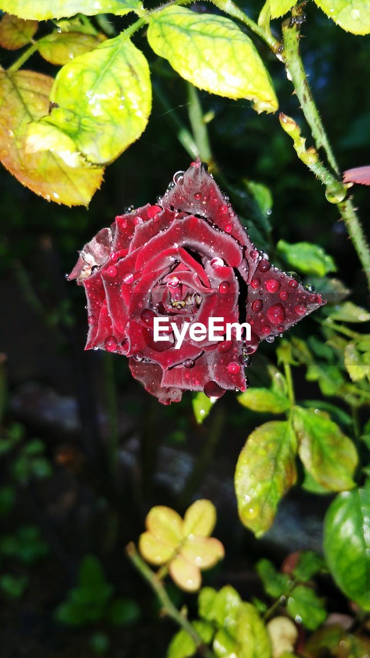 Close-up of water drops on red leaf