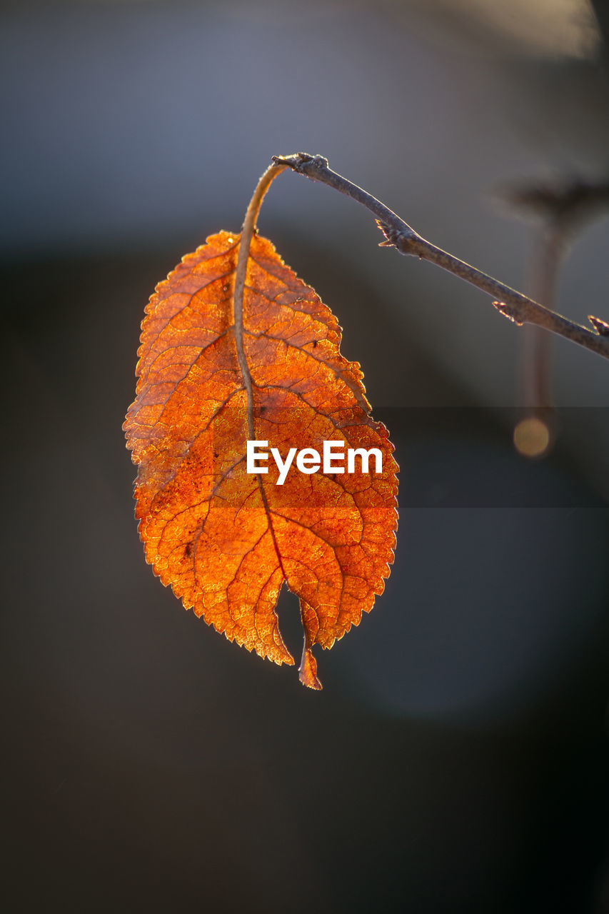 Close-up of orange leaf on tree