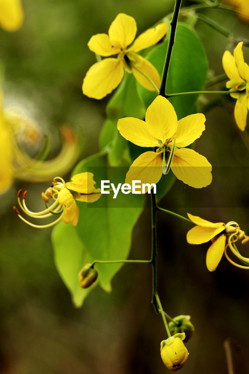 CLOSE-UP OF FLOWERING PLANT