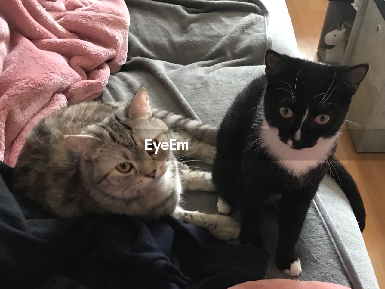 PORTRAIT OF CAT RELAXING ON BED