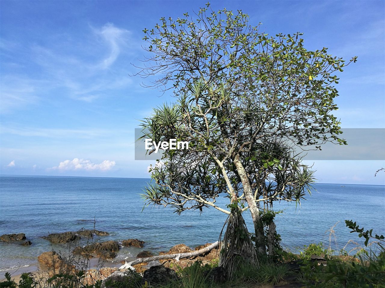 Tree by sea against sky