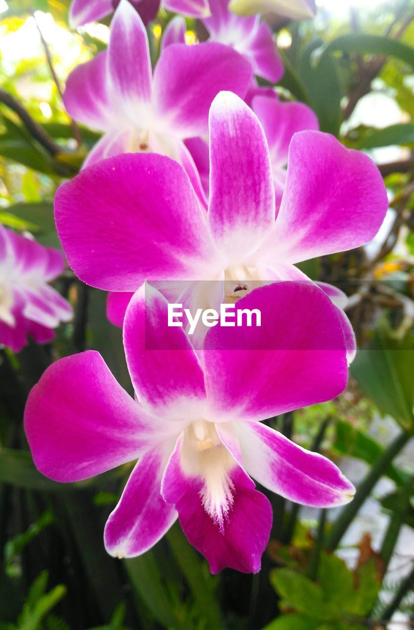CLOSE-UP VIEW OF PINK ORCHID