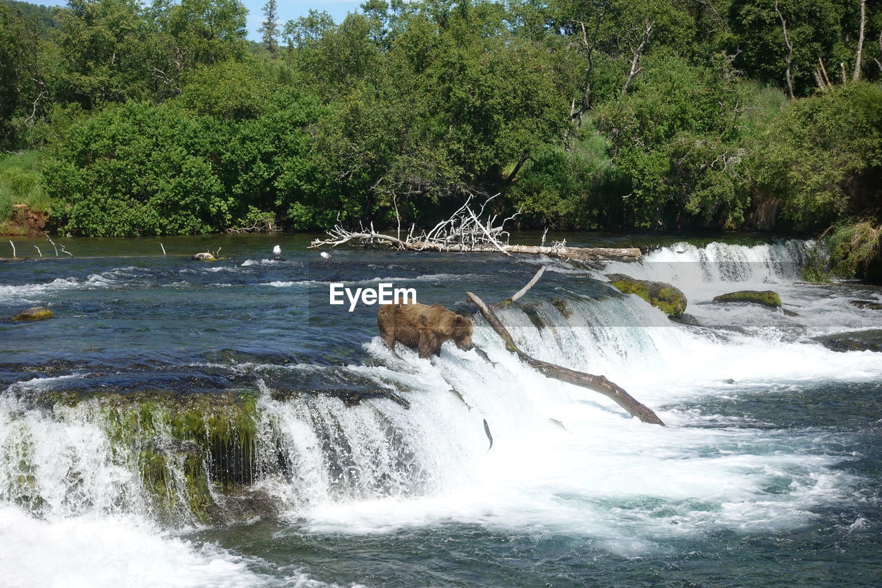 VIEW OF WATERFALL IN FOREST