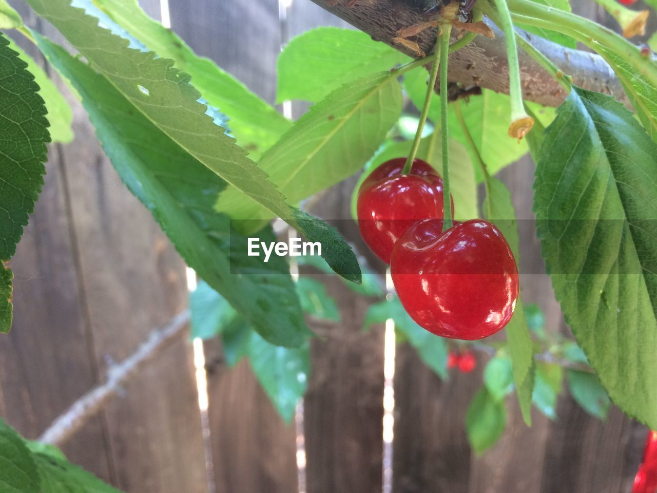 leaf, food and drink, red, fruit, growth, green color, tree, food, close-up, freshness, day, nature, outdoors, focus on foreground, no people, plant, healthy eating, beauty in nature, hanging, branch
