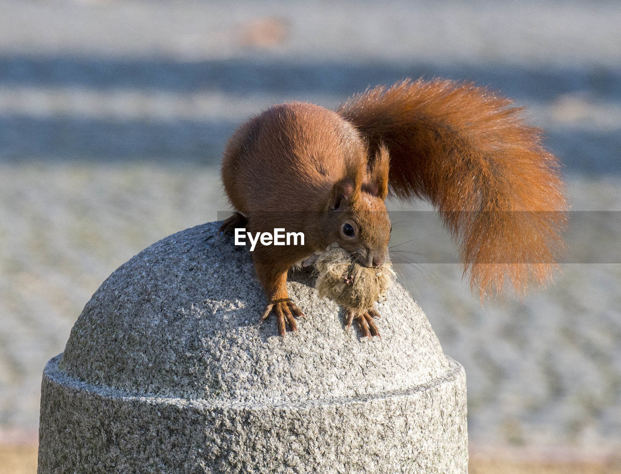 CLOSE-UP OF SQUIRREL ON THE WALL