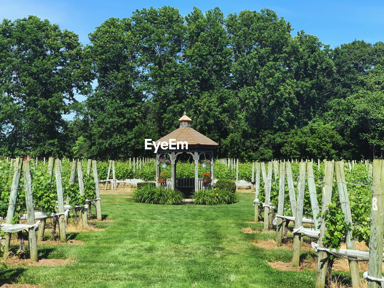 Gazebo amidst trees on field