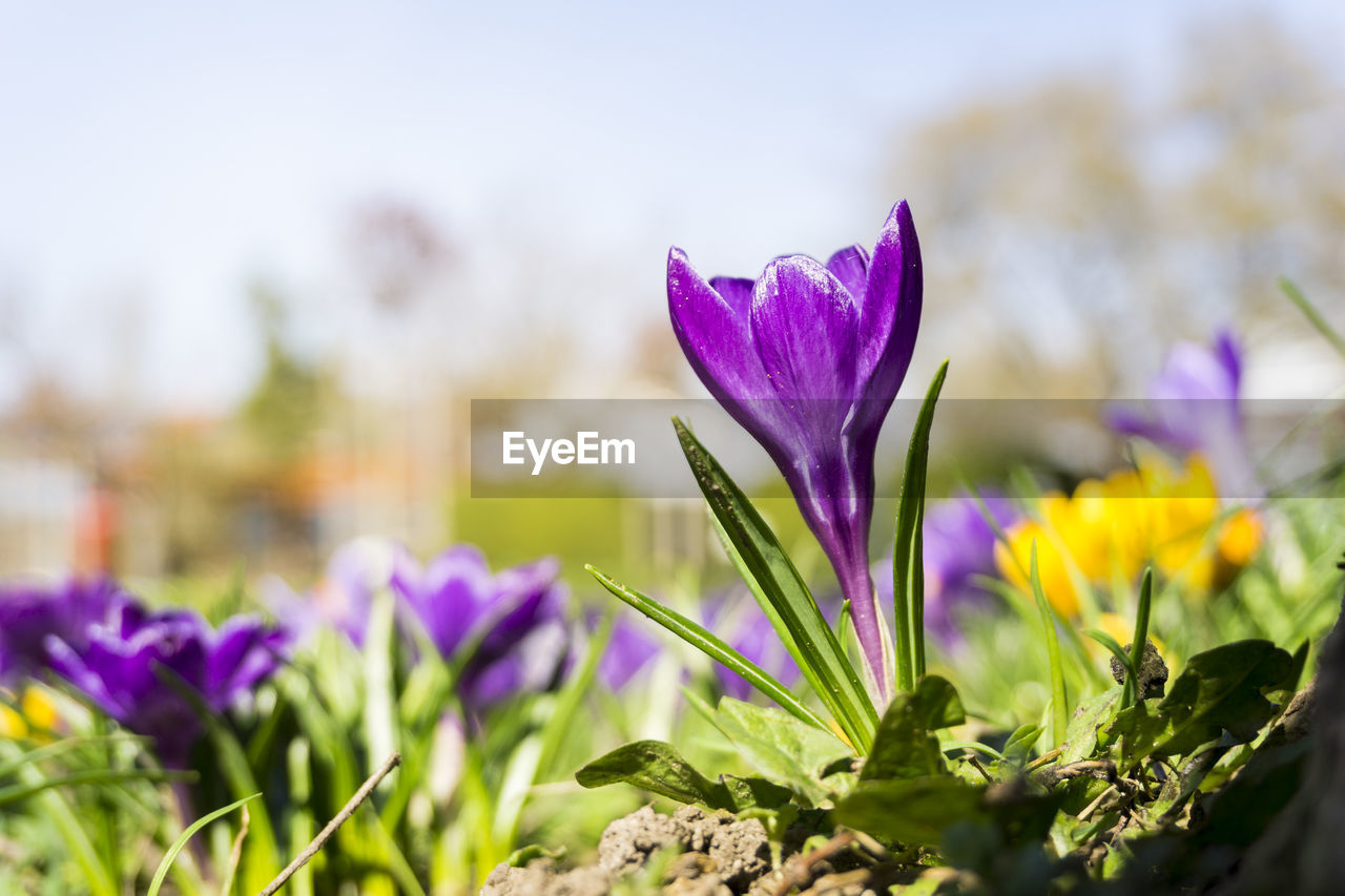 Close-up of purple crocus blooming on field