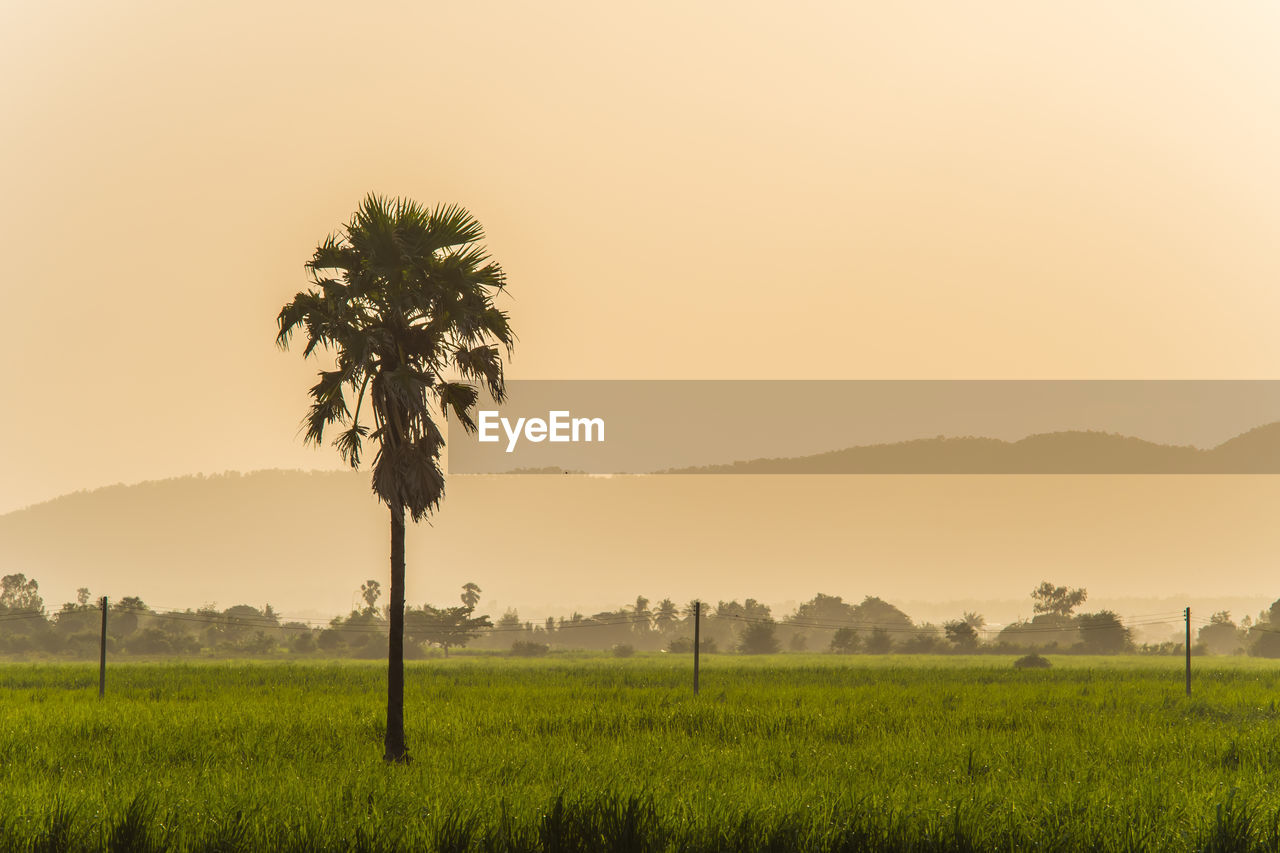 Scenic view of palm trees on field against sky during sunset