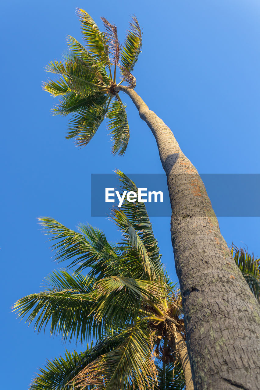 LOW ANGLE VIEW OF PALM TREE AGAINST BLUE SKY