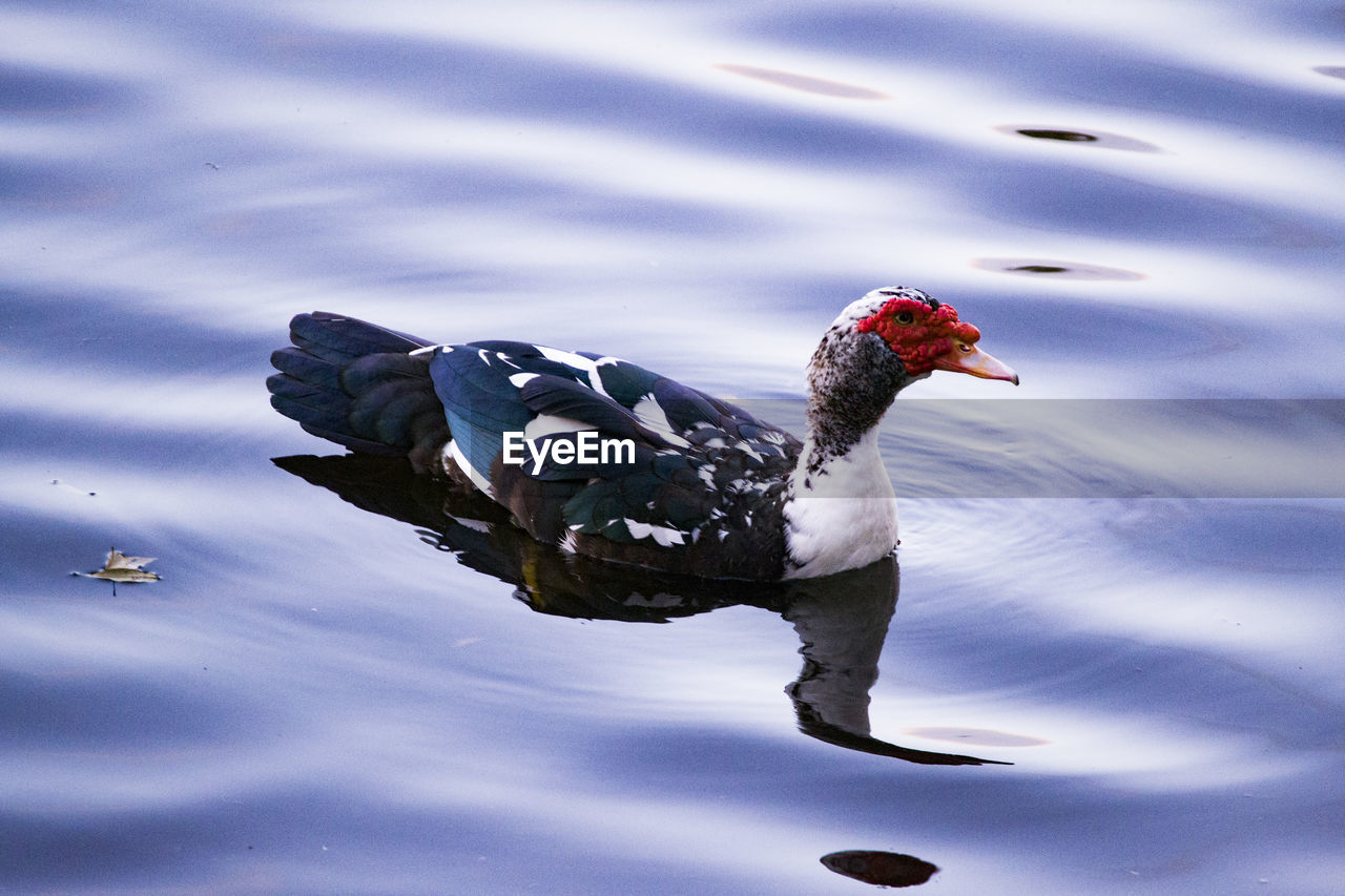 High angle view of muscovy duck swimming at lake 