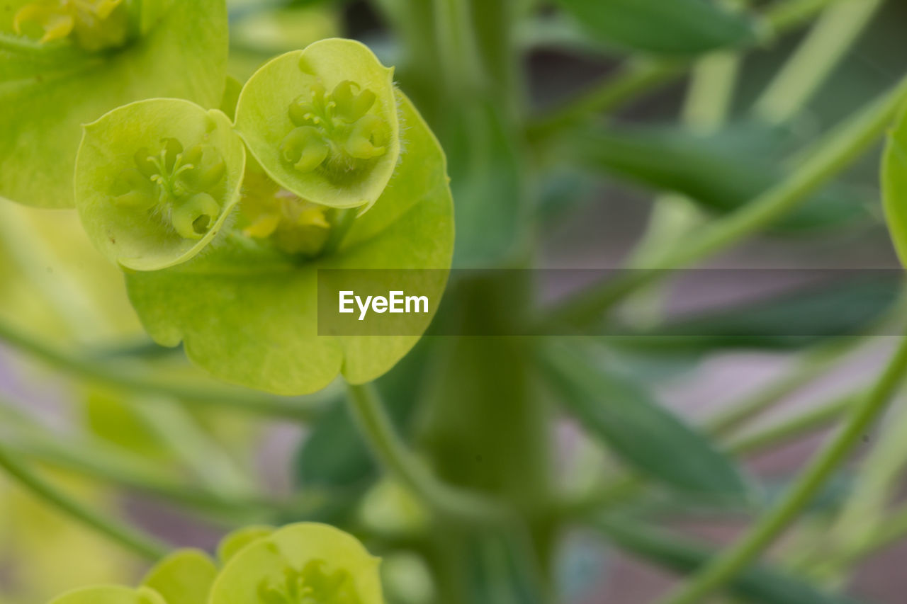 CLOSE-UP OF GREEN LEAVES