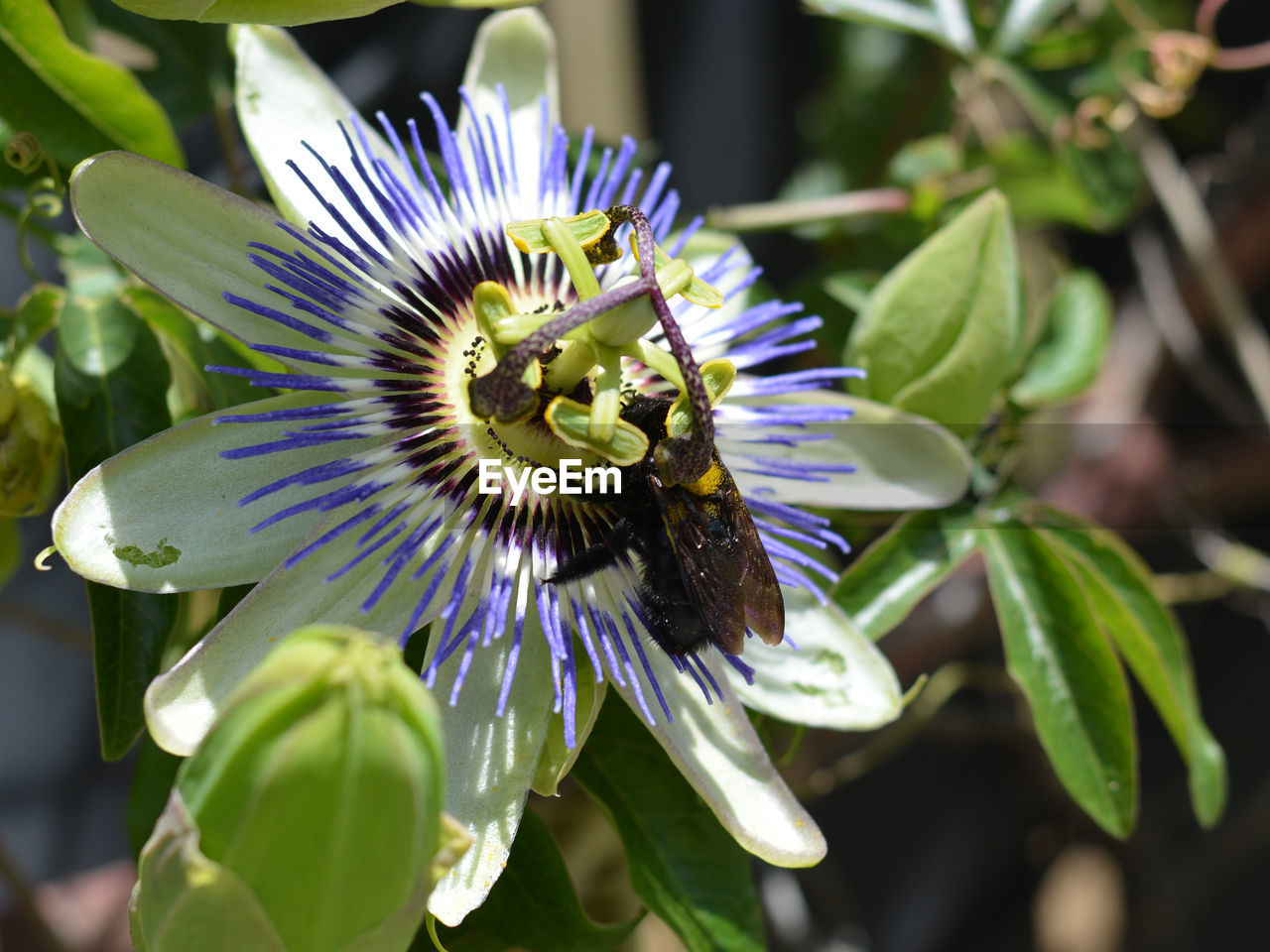 CLOSE-UP OF PASSION FLOWERS BLOOMING OUTDOORS