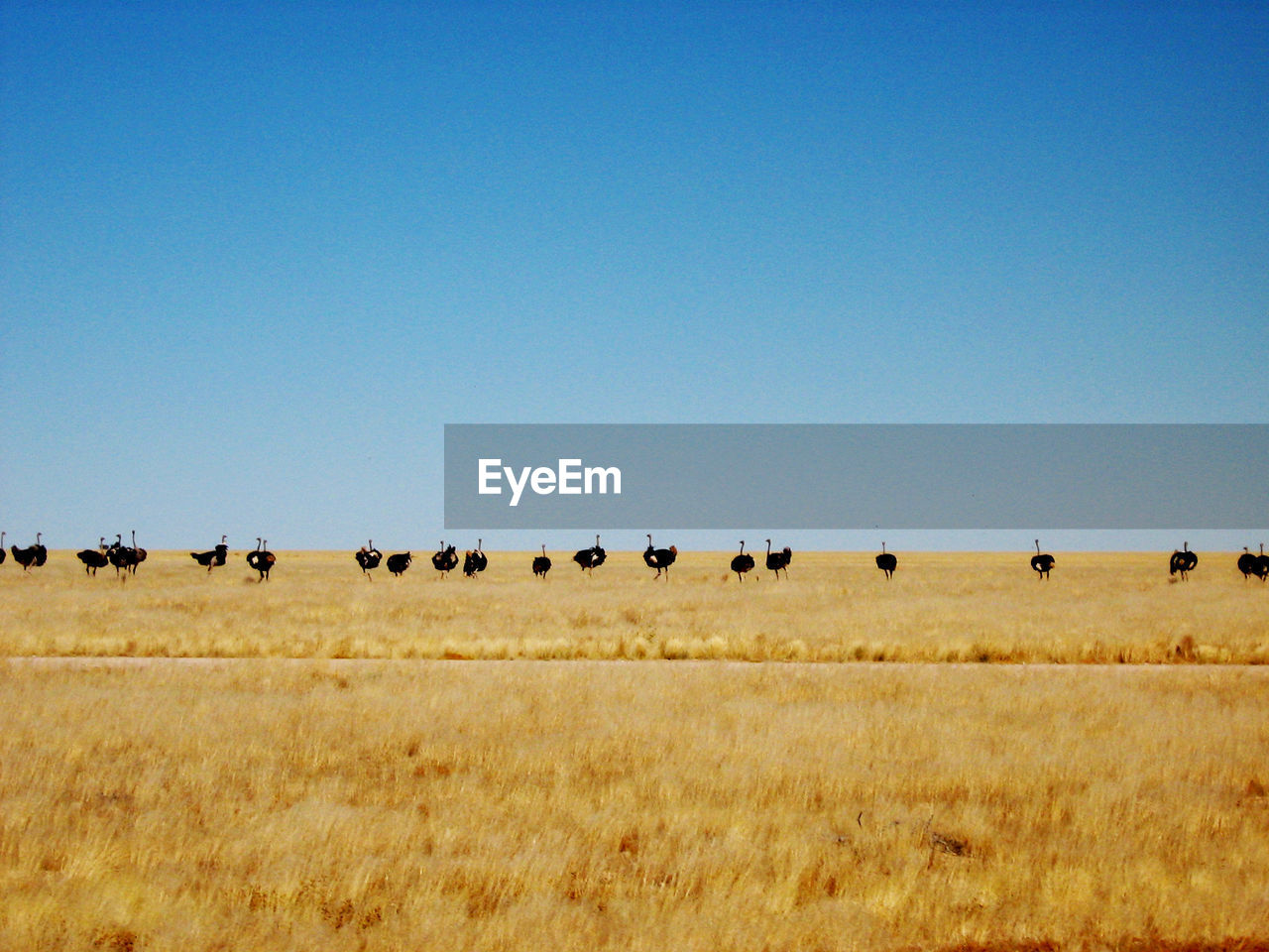 View of ostriches in field against clear blue sky