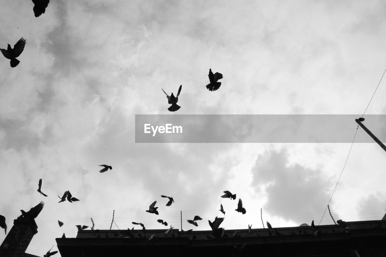 LOW ANGLE VIEW OF BIRDS FLYING AGAINST SKY