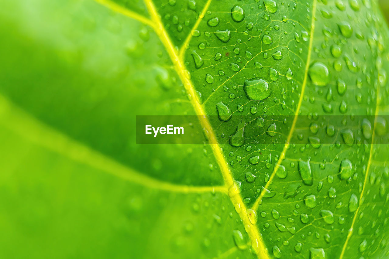 FULL FRAME SHOT OF WET LEAF